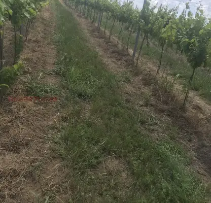 Photo 2 — Agricultural Land in Oblast Silistra, Aidemir