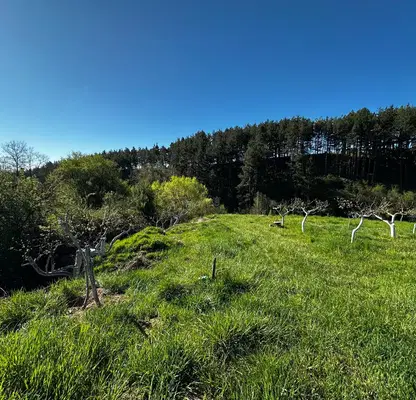Photo 2 — Orchard in Blagoevgrad, Bachevo