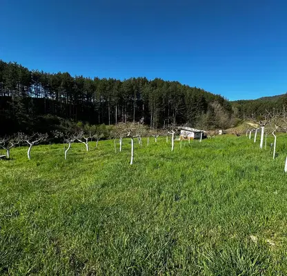 Photo 3 — Orchard in Blagoevgrad, Bachevo