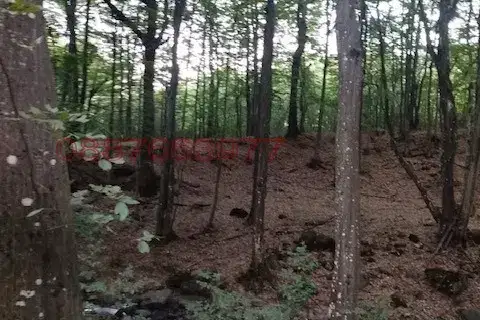 Forest/Scrubland in Montana, Byrziya