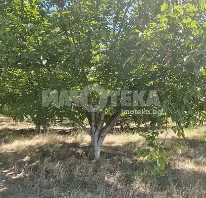 Photo 3 — Agricultural Land in Oblast Plovdiv, Calapica