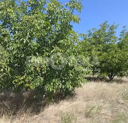 Photo 4 — Agricultural Land in Oblast Plovdiv, Calapica