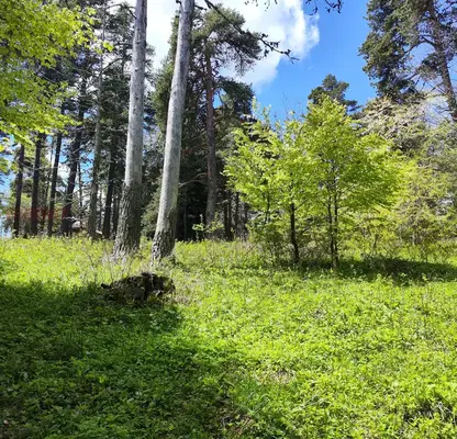 Photo 3 — Agricultural Land in Oblast Plovdiv, Dobralyk
