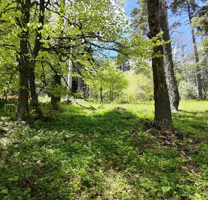 Photo 4 — Agricultural Land in Oblast Plovdiv, Dobralyk