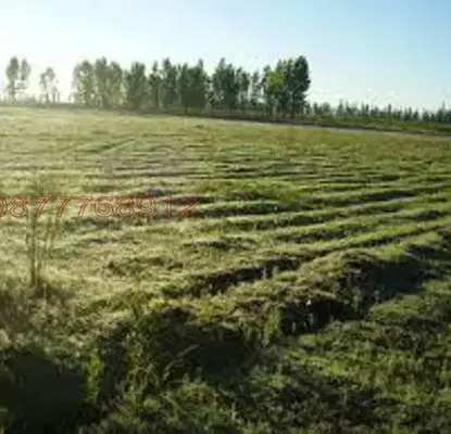 Photo 2 — Agricultural Land in Oblast Pleven, с. Дъбован