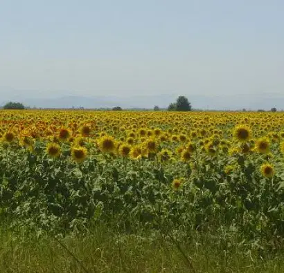 Photo 4 — Agricultural Land in Oblast Pleven, с. Дъбован
