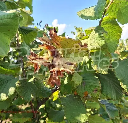 Photo 3 — Orchard in Shumen, Kyulevcha