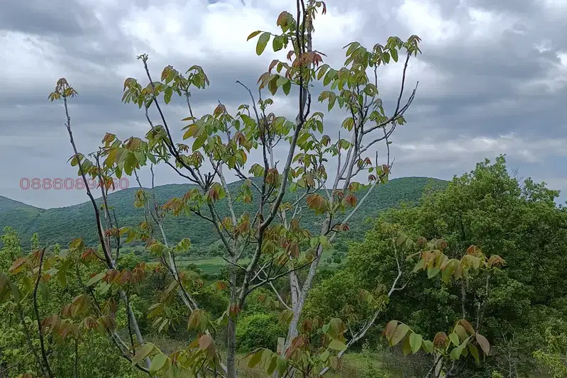 Orchard in Haskovo, Mineralni Bani