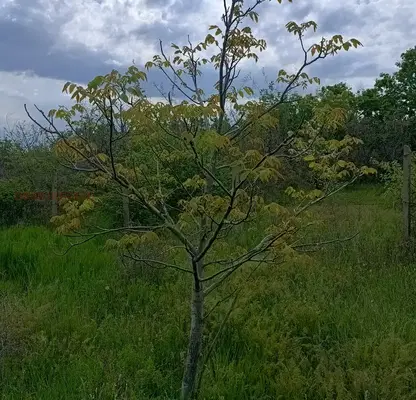 Photo 2 — Orchard in Haskovo, Mineralni Bani