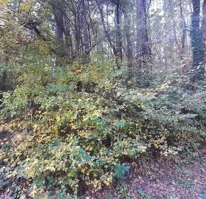 Photo 3 — Plot in Bankya