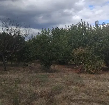 Photo 3 — Plot in Kyustendil, Zapad