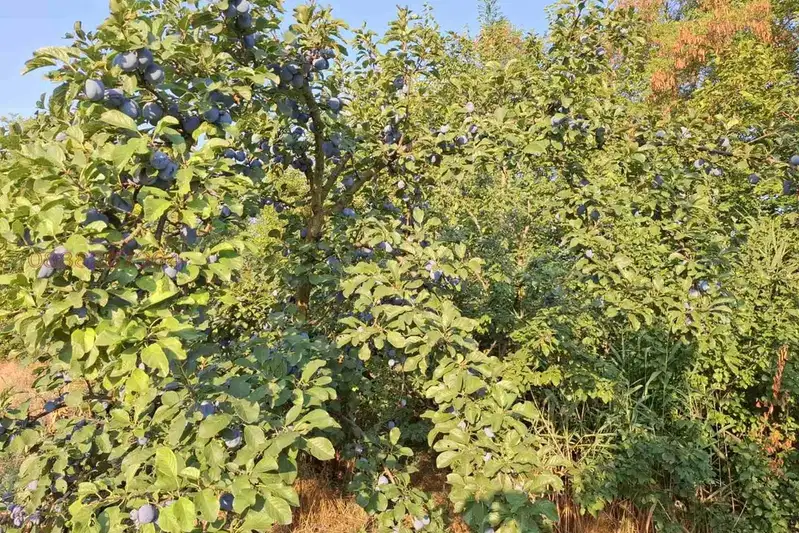 Plot in Pleven, Asenovo