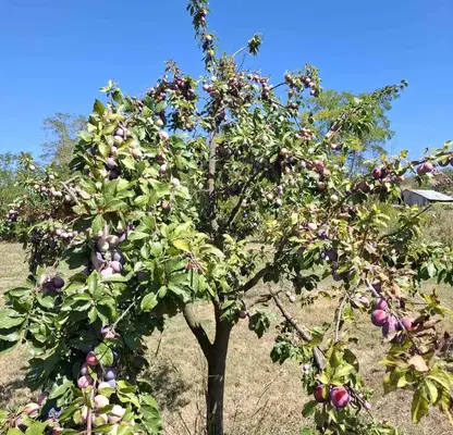 Photo 2 — Plot in Pleven, Asenovo