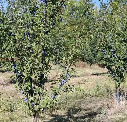 Photo 4 — Plot in Pleven, Asenovo