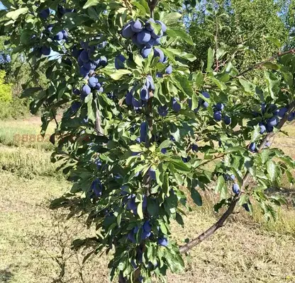 Photo 5 — Plot in Pleven, Asenovo