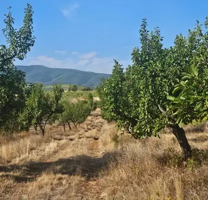 Photo 2 — Plot in Kyustendil, Bersin