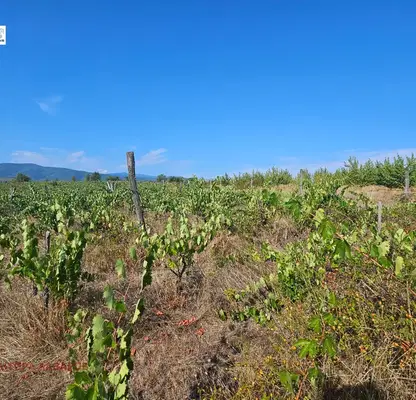 Photo 4 — Plot in Kyustendil, Bersin