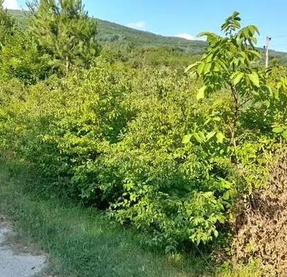 Снимка 2 — Парцел в Пловдив, с. Цар Калоян