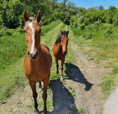 Photo 3 — Plot in Sofia, s. Delyan