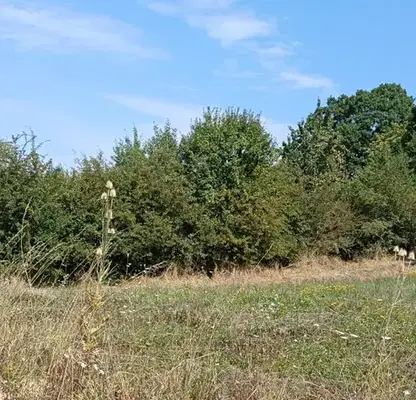 Снимка 3 — Парцел във Велико Търново, с. Илаков рът