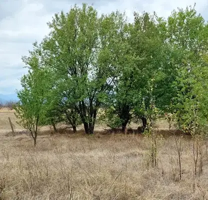 Снимка 5 — Парцел в Пловдив, с. Кочево
