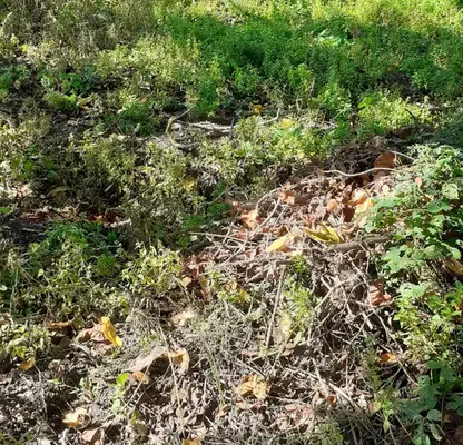 Photo 4 — Plot in Dobrich, Kranevo