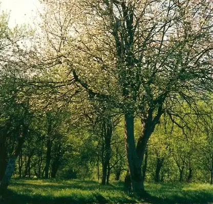 Снимка 4 — Парцел във Велико Търново, с. Мийковци
