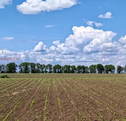 Photo 4 — Plot in Dobrich, Pchelarovo