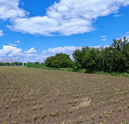 Photo 5 — Plot in Dobrich, Pchelarovo