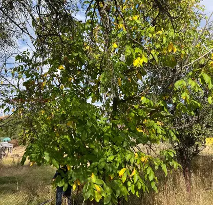 Photo 4 — Plot in Pernik, Rejanci