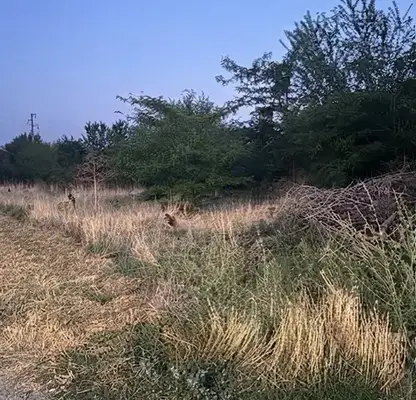 Photo 2 — Plot in Varna, Slynchevo