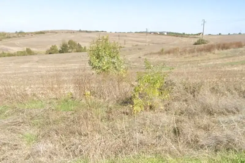 Plot in Tvyrdica