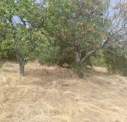 Photo 2 — Plot in Voinegovci