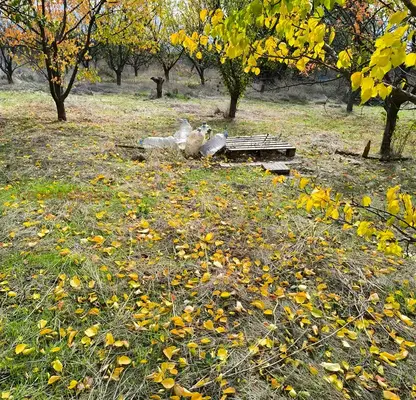 Photo 4 — Plot in Shumen, Divdyadovo