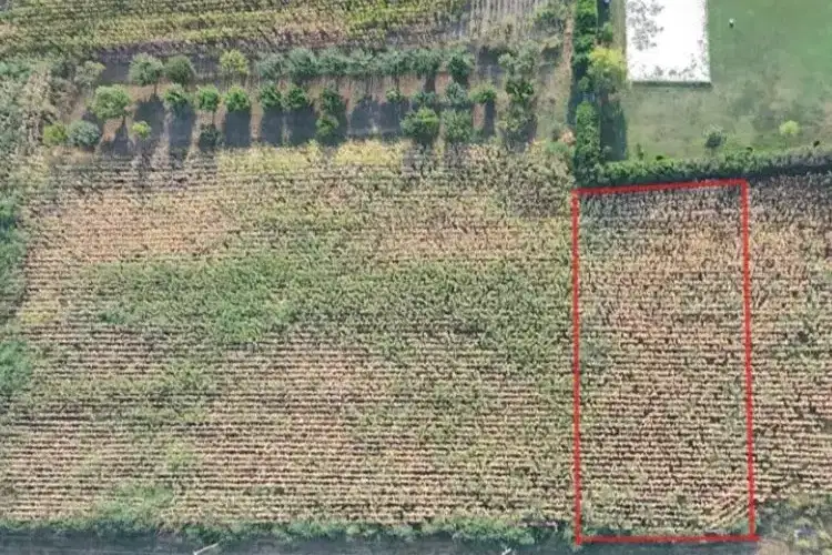 Парцел в Русе, Сливо поле
