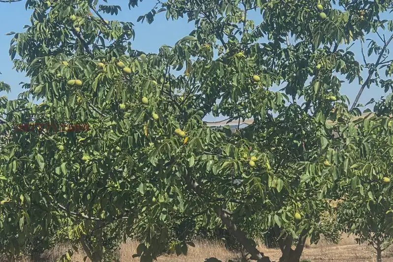 Orchard in Oblast Varna, Aksakovo