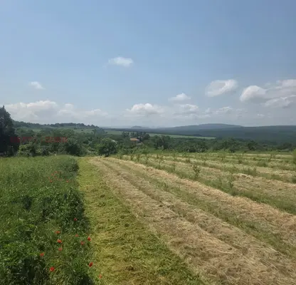 Photo 2 — Orchard in Oblast Varna, Aksakovo