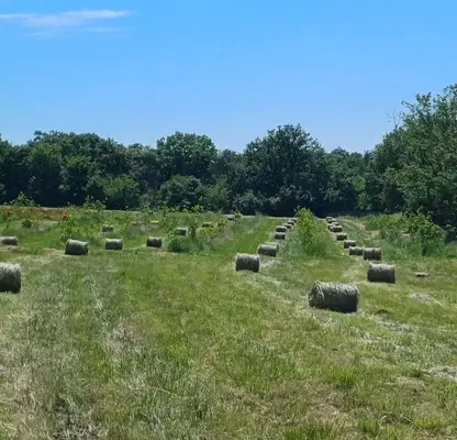 Photo 4 — Orchard in Oblast Varna, Aksakovo