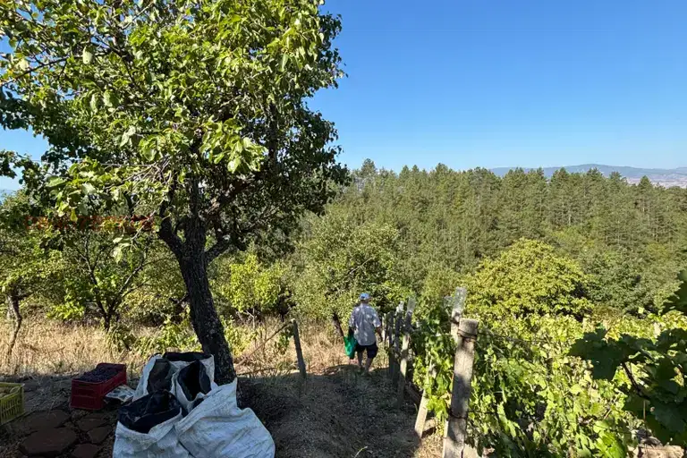 Vineyard in Blagoevgrad, Blagoevgrad