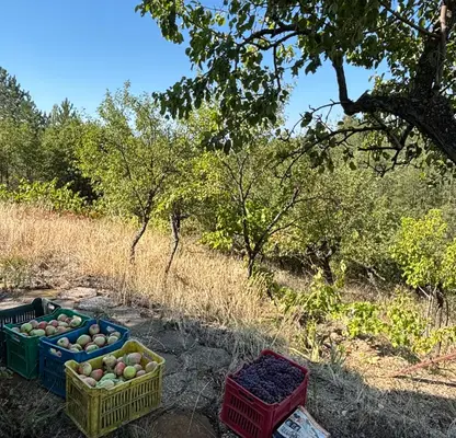 Photo 2 — Vineyard in Blagoevgrad, Blagoevgrad
