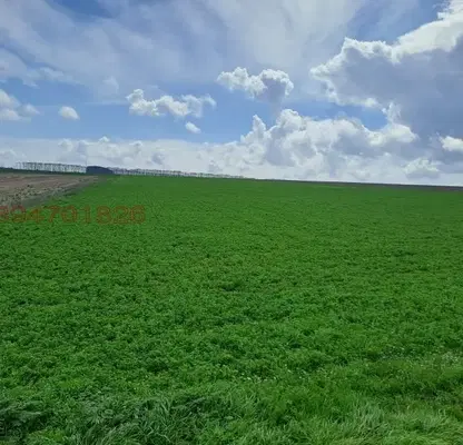 Photo 2 — Arable Land in Dobrich, Dobrich