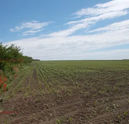 Photo 3 — Arable Land in Dobrich, Dobrich