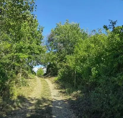 Photo 3 — Vineyard in Veliko Tyrnovo, Gorna Oryahovica