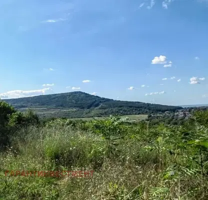 Photo 4 — Vineyard in Veliko Tyrnovo, Gorna Oryahovica