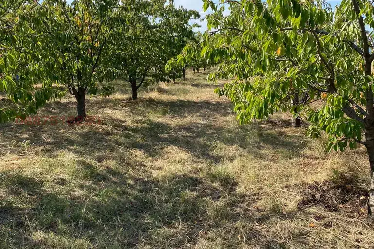 Orchard in Kyustendil, Kyustendil