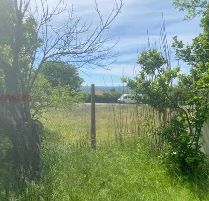 Photo 4 — Vineyard in Razgrad, Razgrad