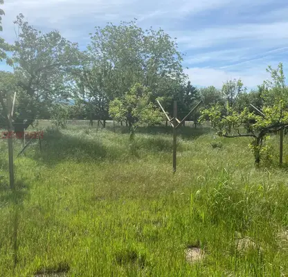 Photo 5 — Vineyard in Razgrad, Razgrad