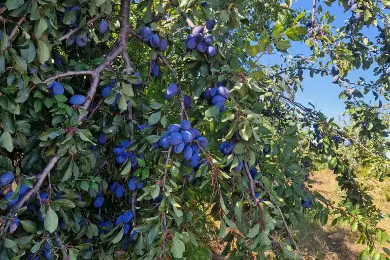 Orchard in Lovech, Brestovo