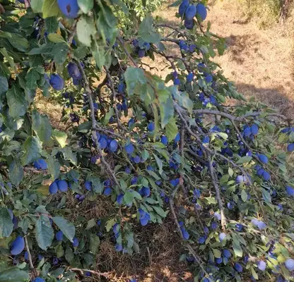 Photo 2 — Orchard in Lovech, Brestovo