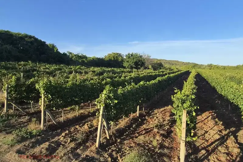 Vineyard in Varna, General Kantardjievo
